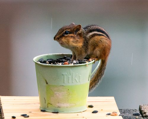 Free An Eastern chipmunk perches on a green pot filled with seeds, captured in Canonsburg, Pennsylvania. Stock Photo