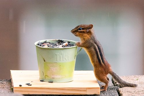 Free A curious chipmunk explores a bucket of seeds in Canonsburg, PA. Stock Photo