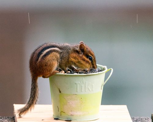 Free Chipmunk eating seeds from a Tiki bucket in gentle rain, Canonsburg, PA outdoors. Stock Photo