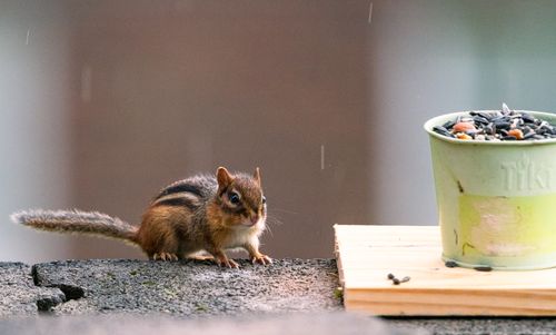 Free A chipmunk on a roof near a seed-filled bird feeder during gentle rain in Canonsburg. Stock Photo