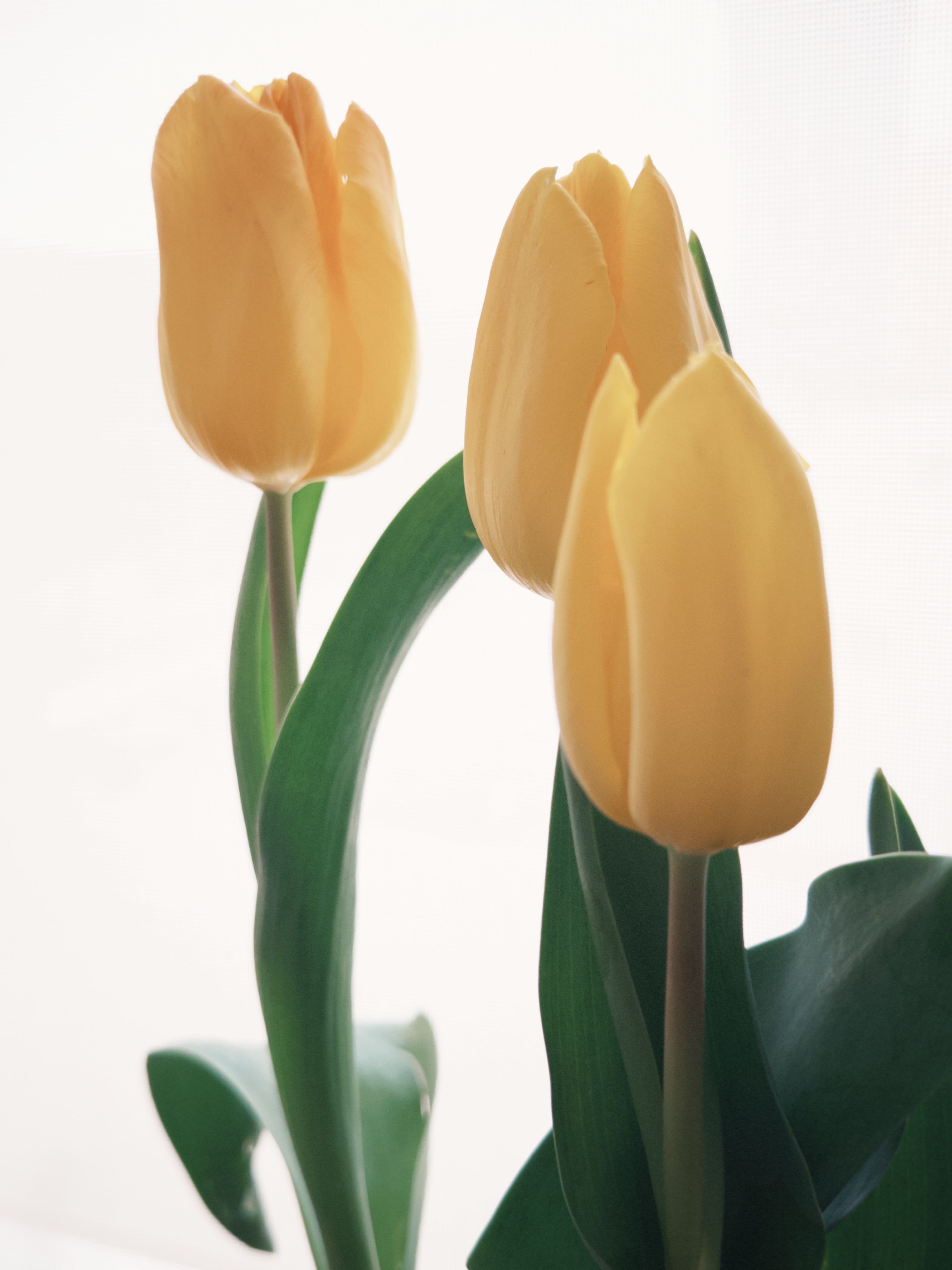 Fotomural Tulipanes de color amarillo brillante con exuberantes hojas verdes bajo una suave luz natural, creando una atmósfera cálida y acogedora.