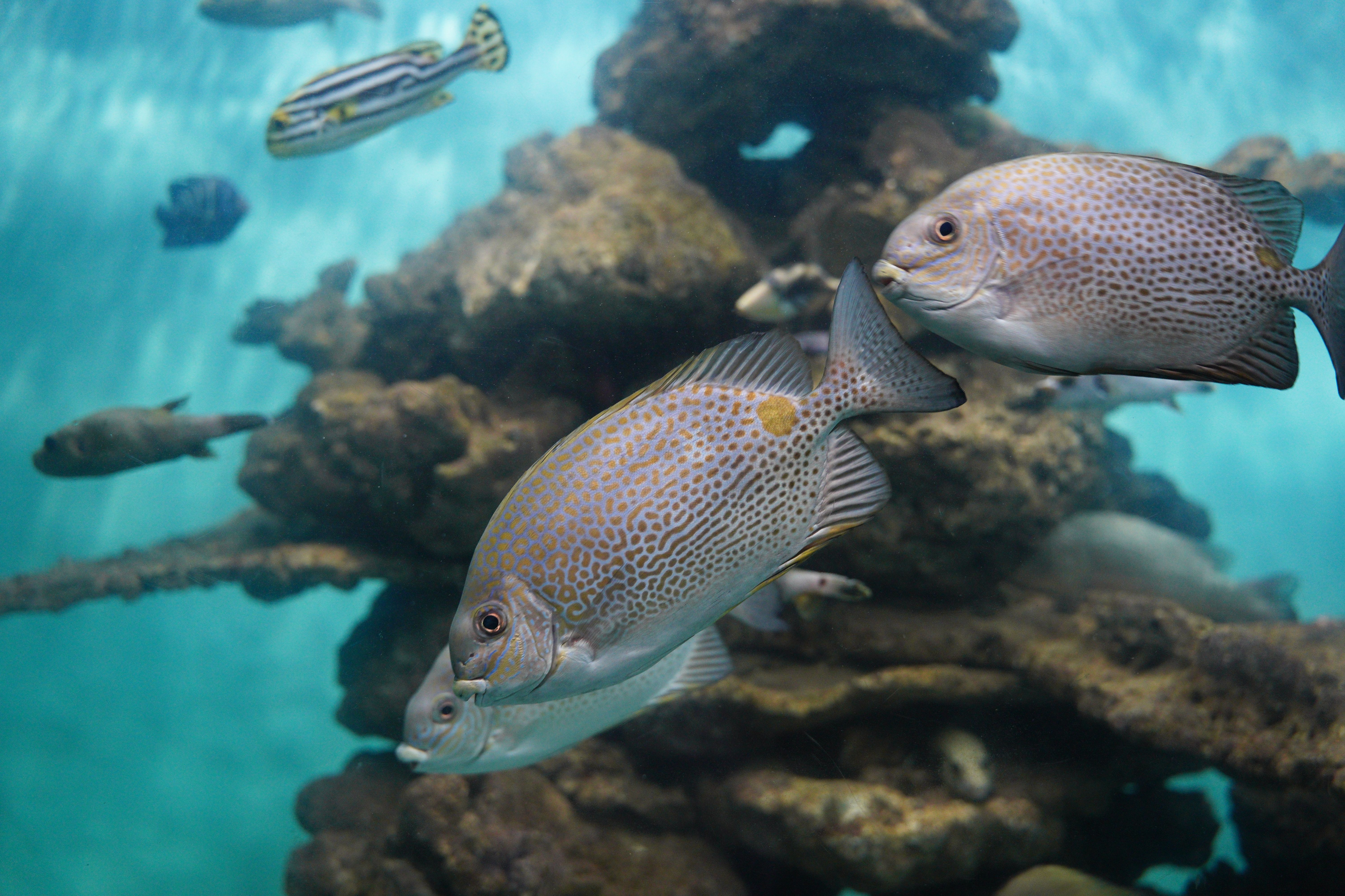Underwater Scene with Colorful Fish and Coral