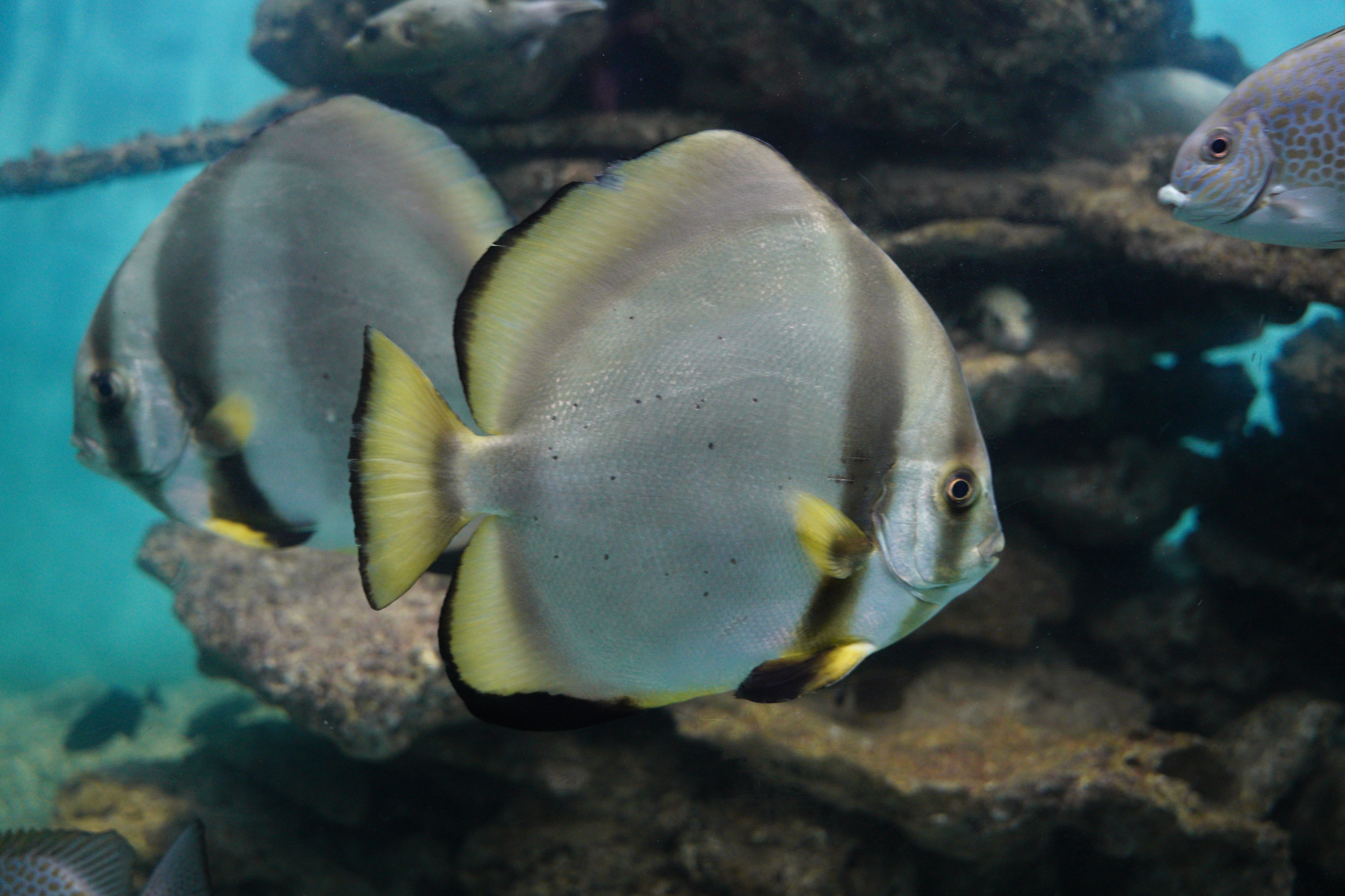 Close-up of orbicular batfish (Platax orbicularis) in an aquarium with rocky background.