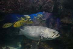 El Pionero Wreck