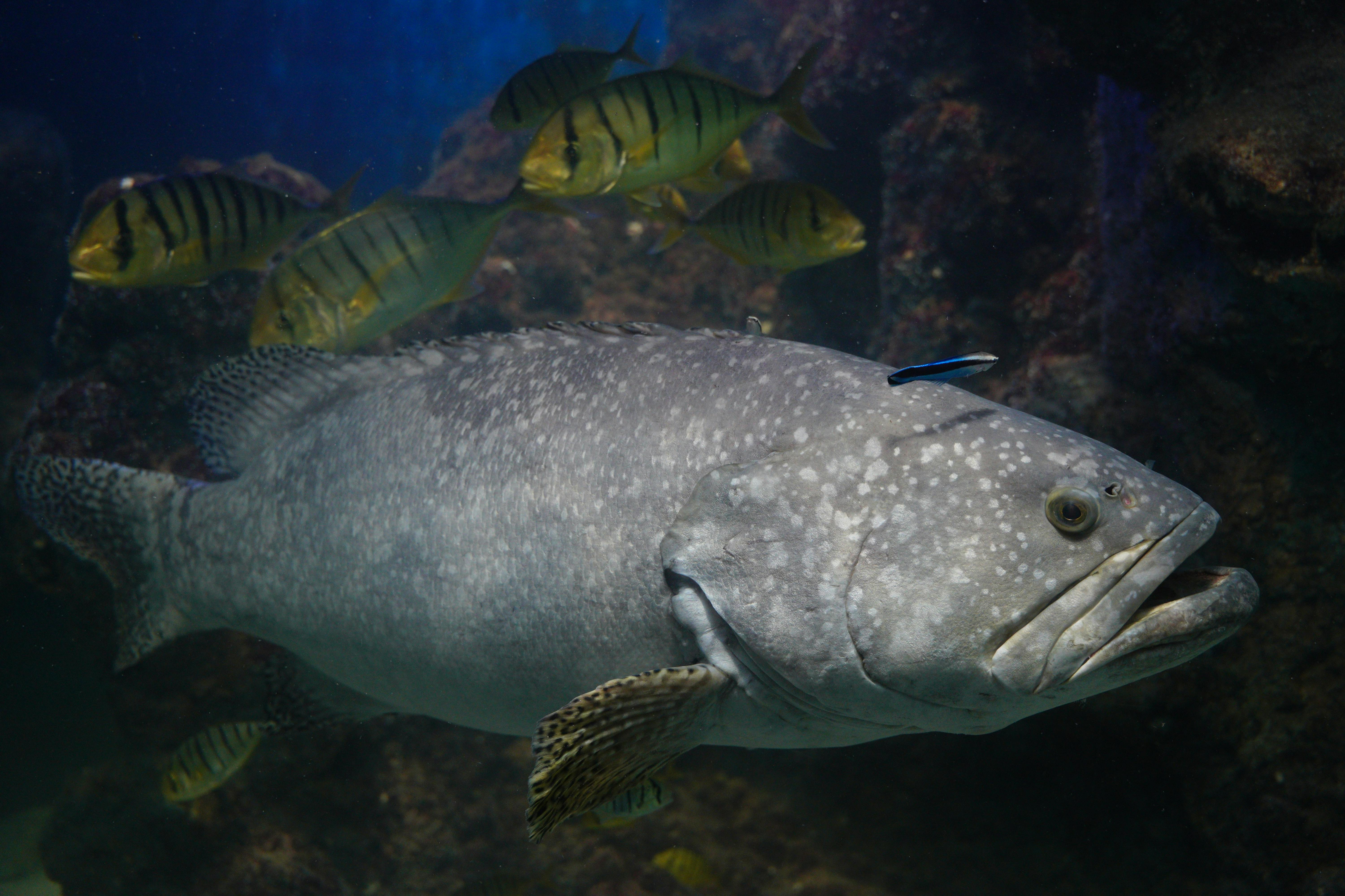 How To Catch Grouper Ebook