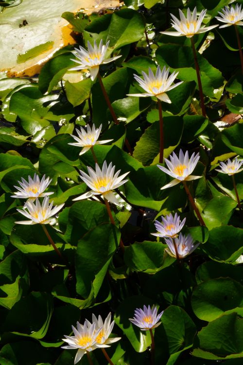 Free Vibrant white water lilies with lush green leaves in a sunlit pond setting. Stock Photo