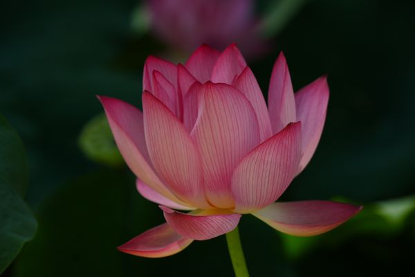 Lyserød lotus blomst