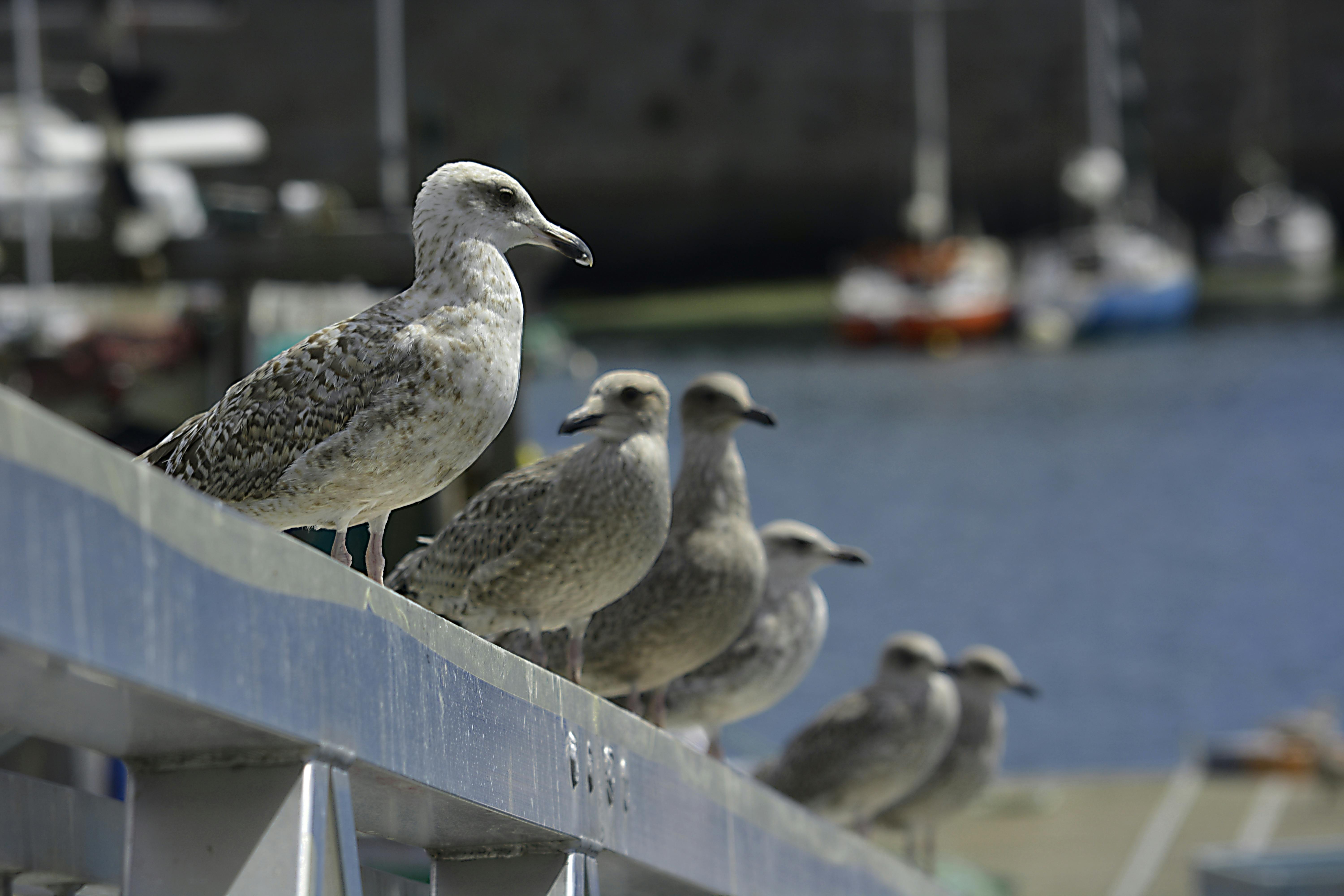 Free stock photo of goÃ©lands, groupe de goÃ©lands, Mer