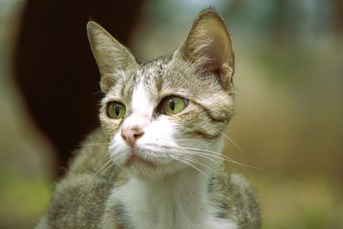 Free Beautiful domestic cat with green eyes in a natural setting, India. Stock Photo