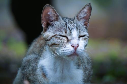 Free A serene domestic cat with closed eyes basking outdoors in natural surroundings. Stock Photo