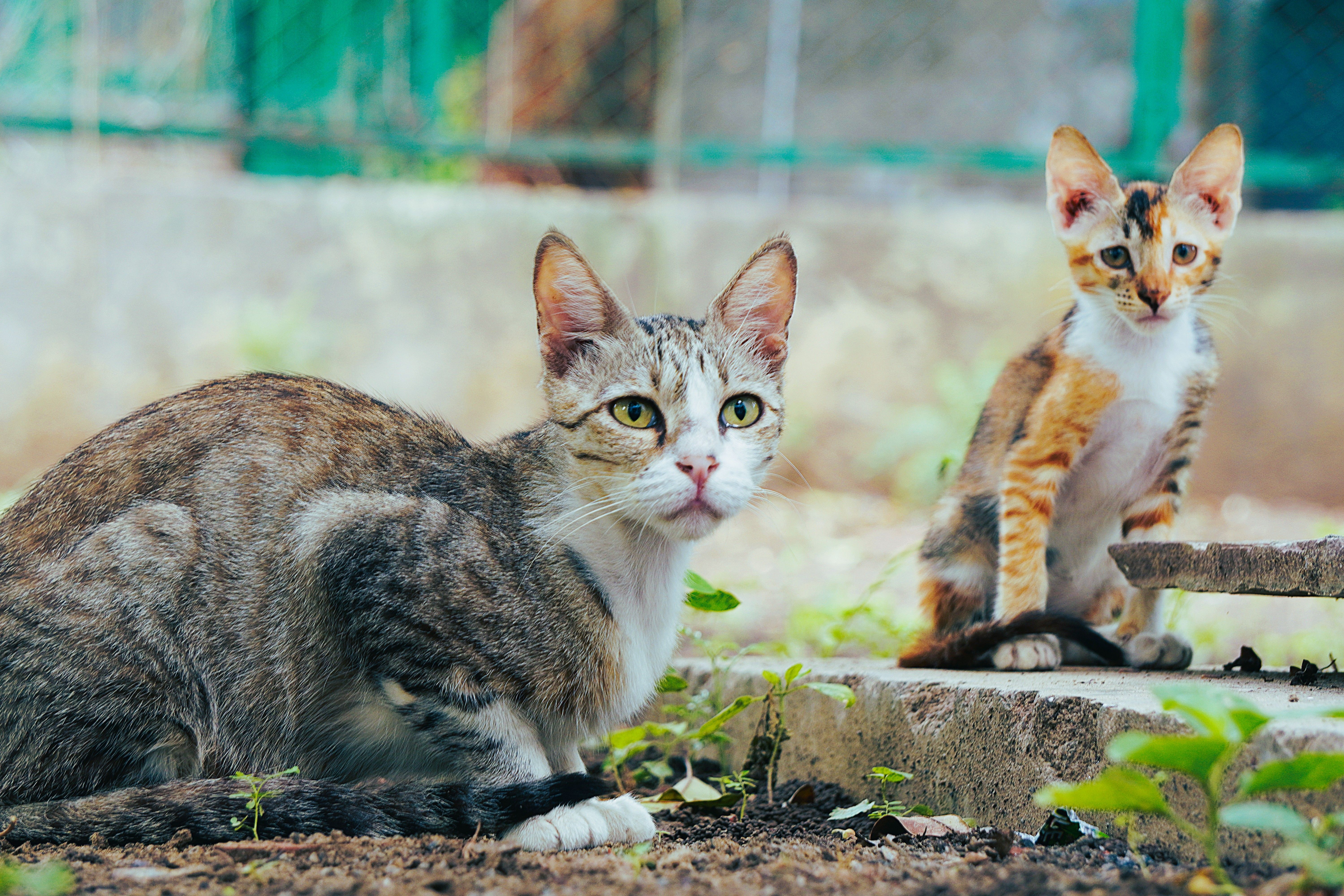Cats in the Garden · Free Stock Photo