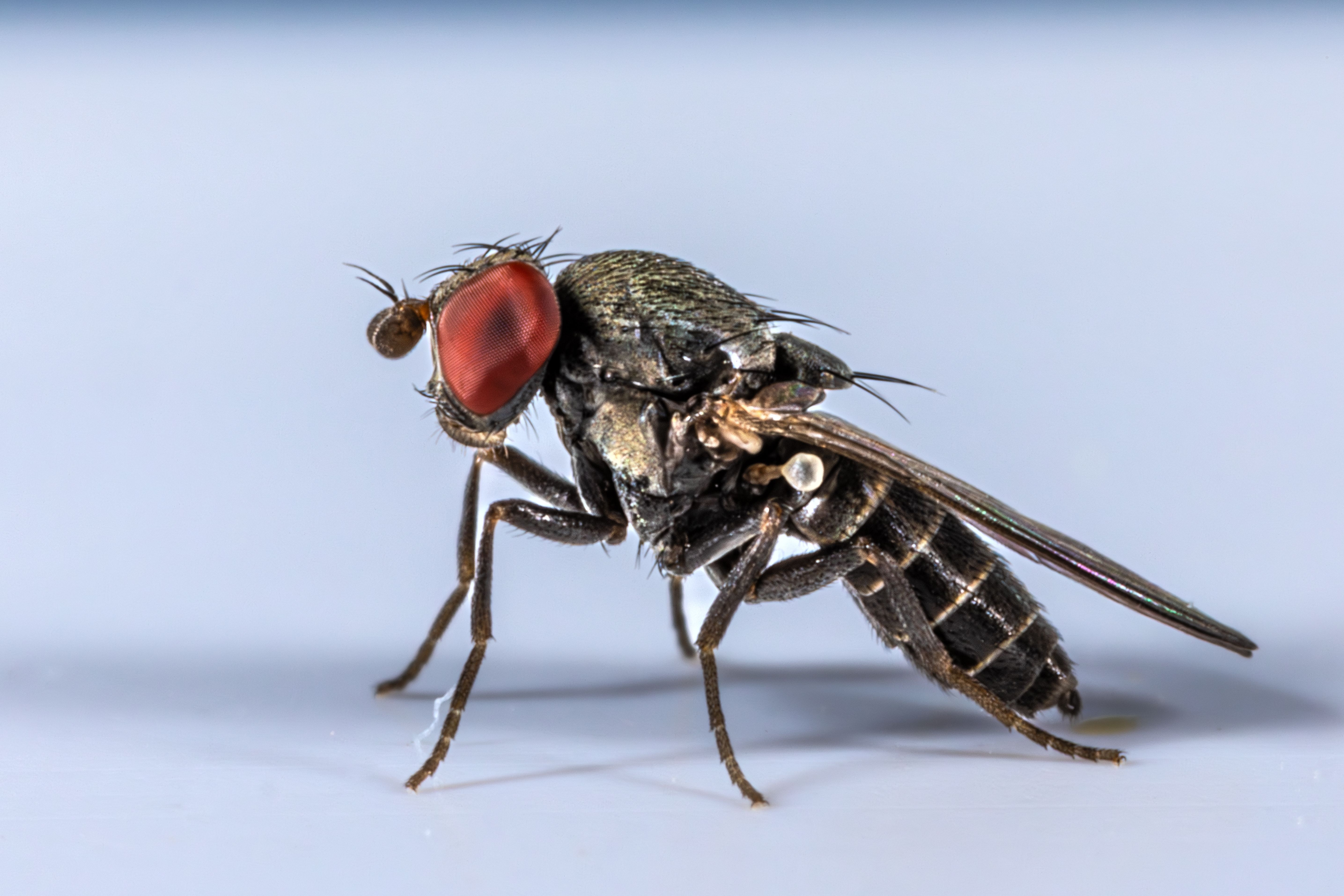 fly brain ai