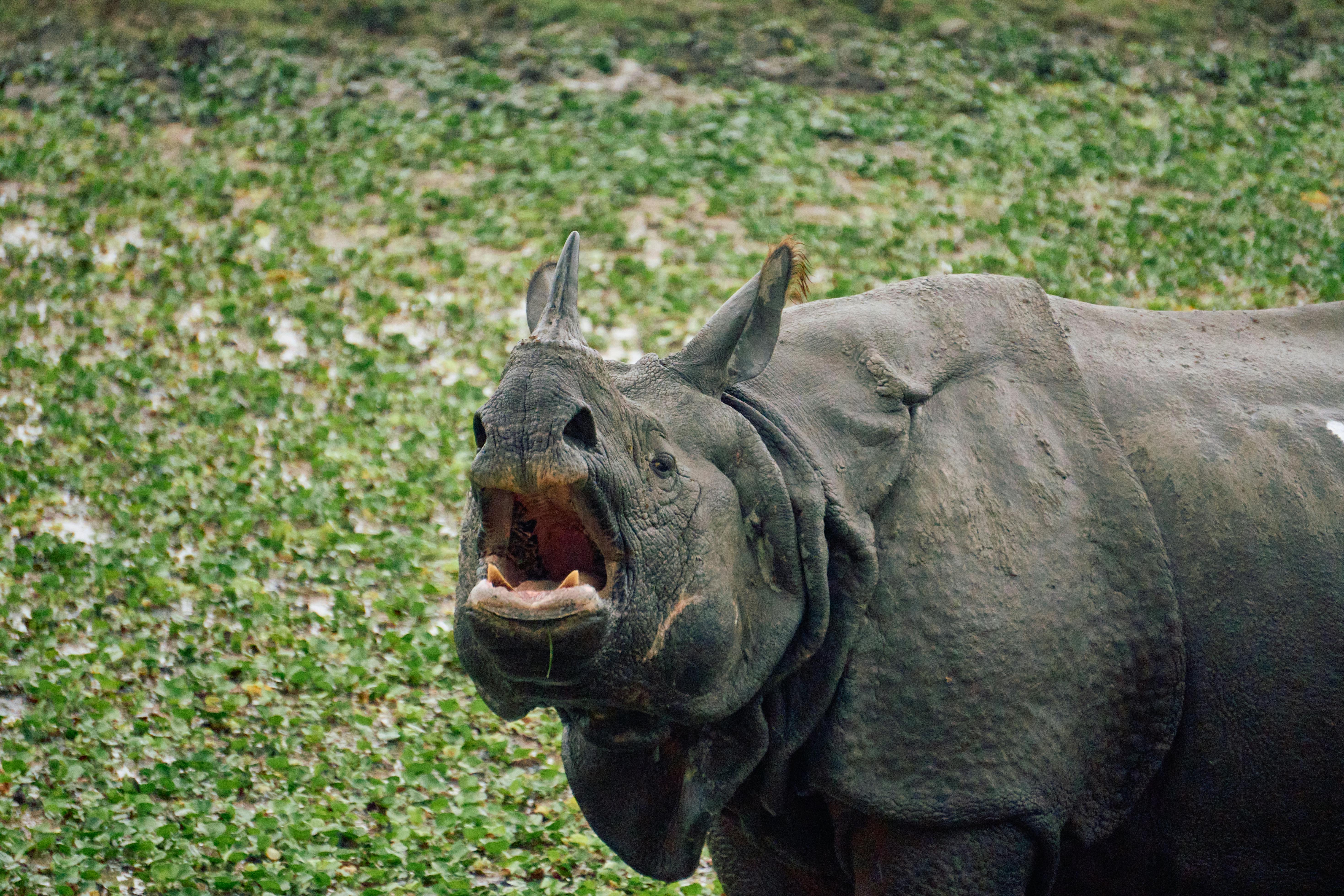 Kaziranga National Park