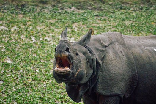 A majestic Indian rhinoceros captured in the vibrant landscape of Kaziranga National Park, India.