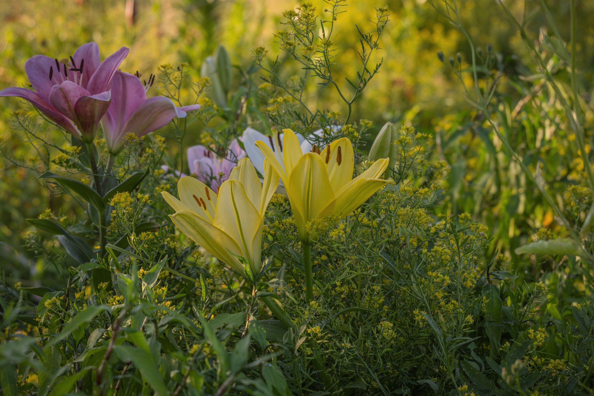 A vibrant display of pink and yellow lilies in a lush summer garden, showcasing natural beauty and serenity.