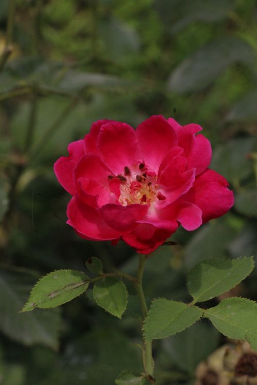 Free Beautiful red rose in bloom showcasing vibrant petals with a natural garden background. Stock Photo