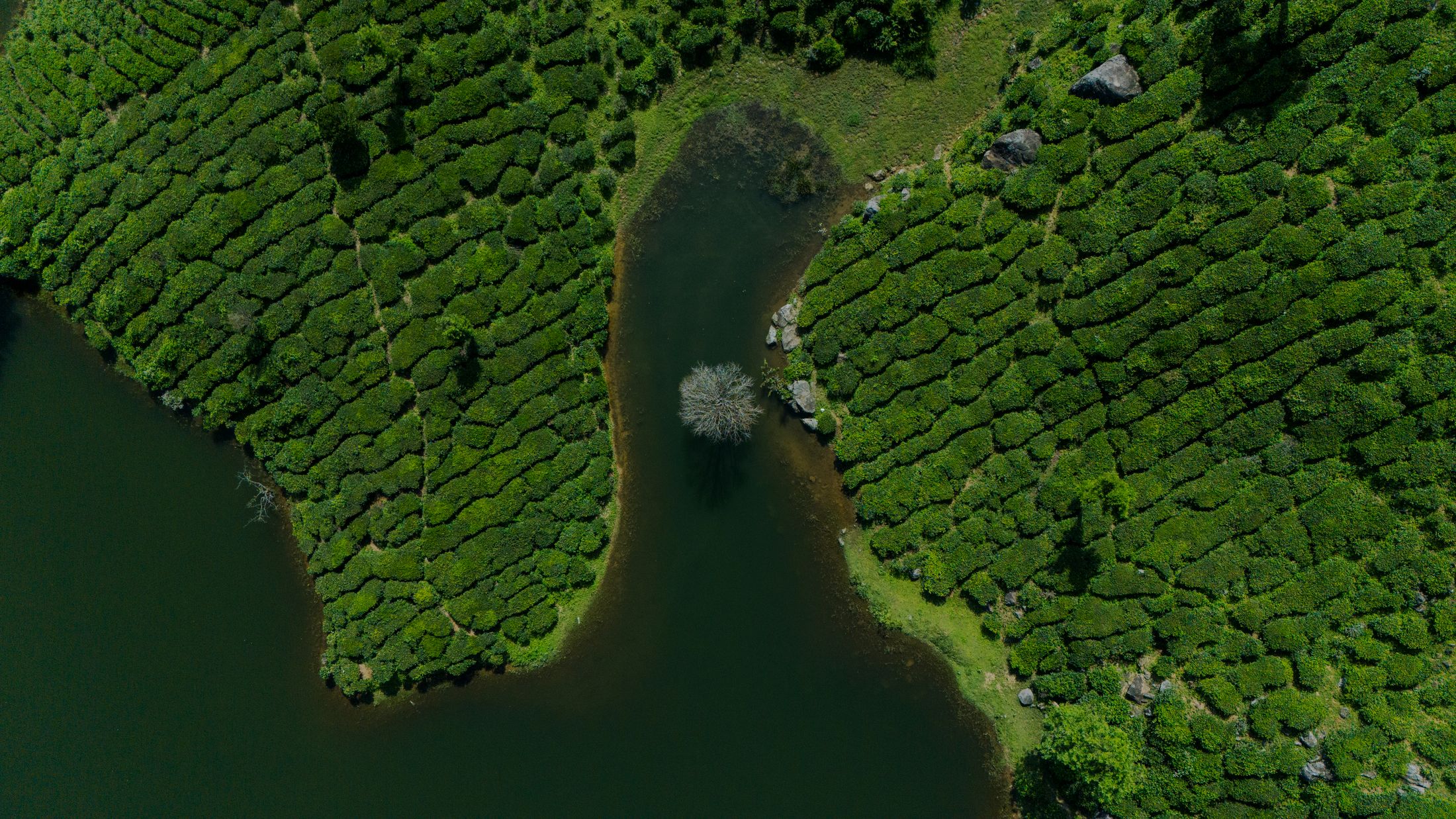 Aerial view of Munnar tea plantations