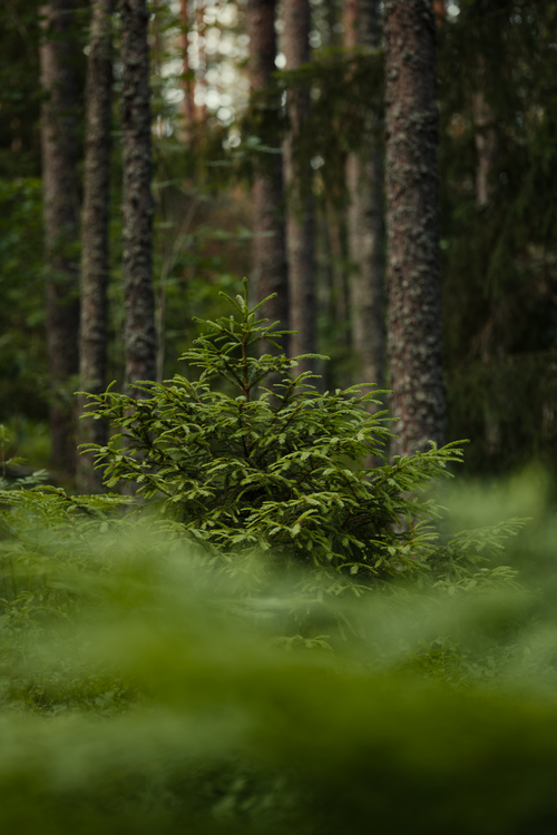 Free A dense forest scene featuring a vibrant young evergreen among mature trees, capturing natural tranquility. Stock Photo