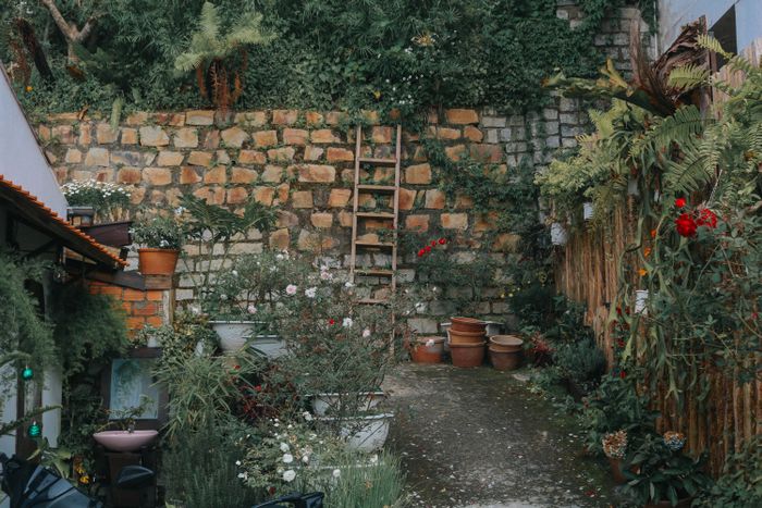 Garden courtyard with plants