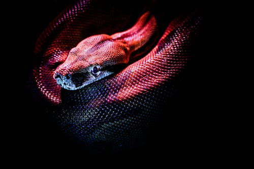 Photo Of A Red Snake