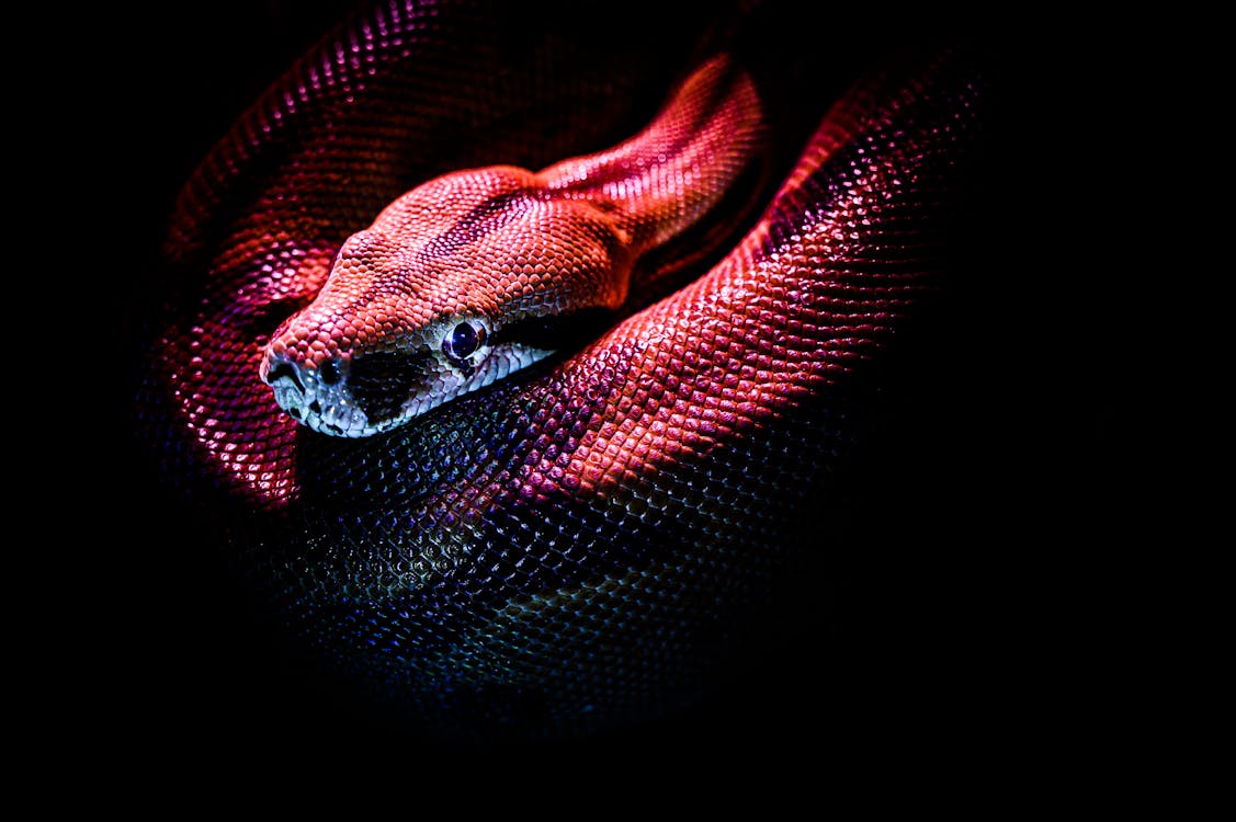 a red snake