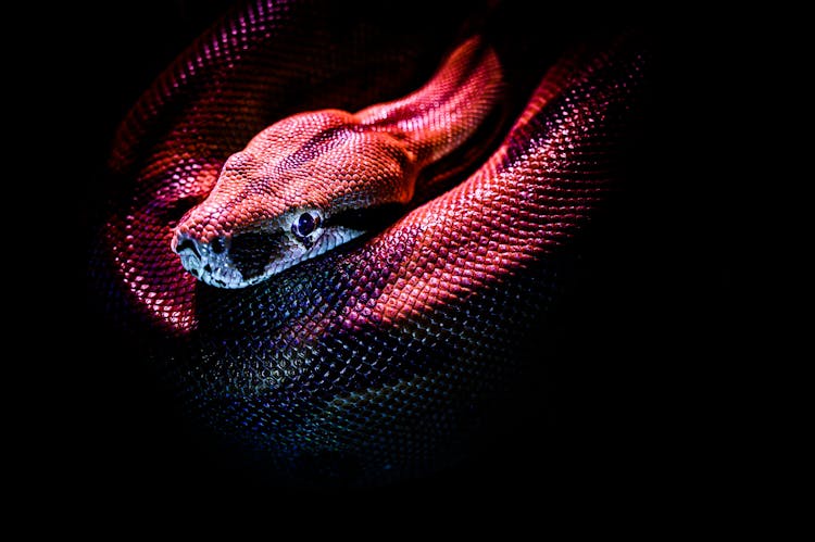 Photo Of A Red Snake