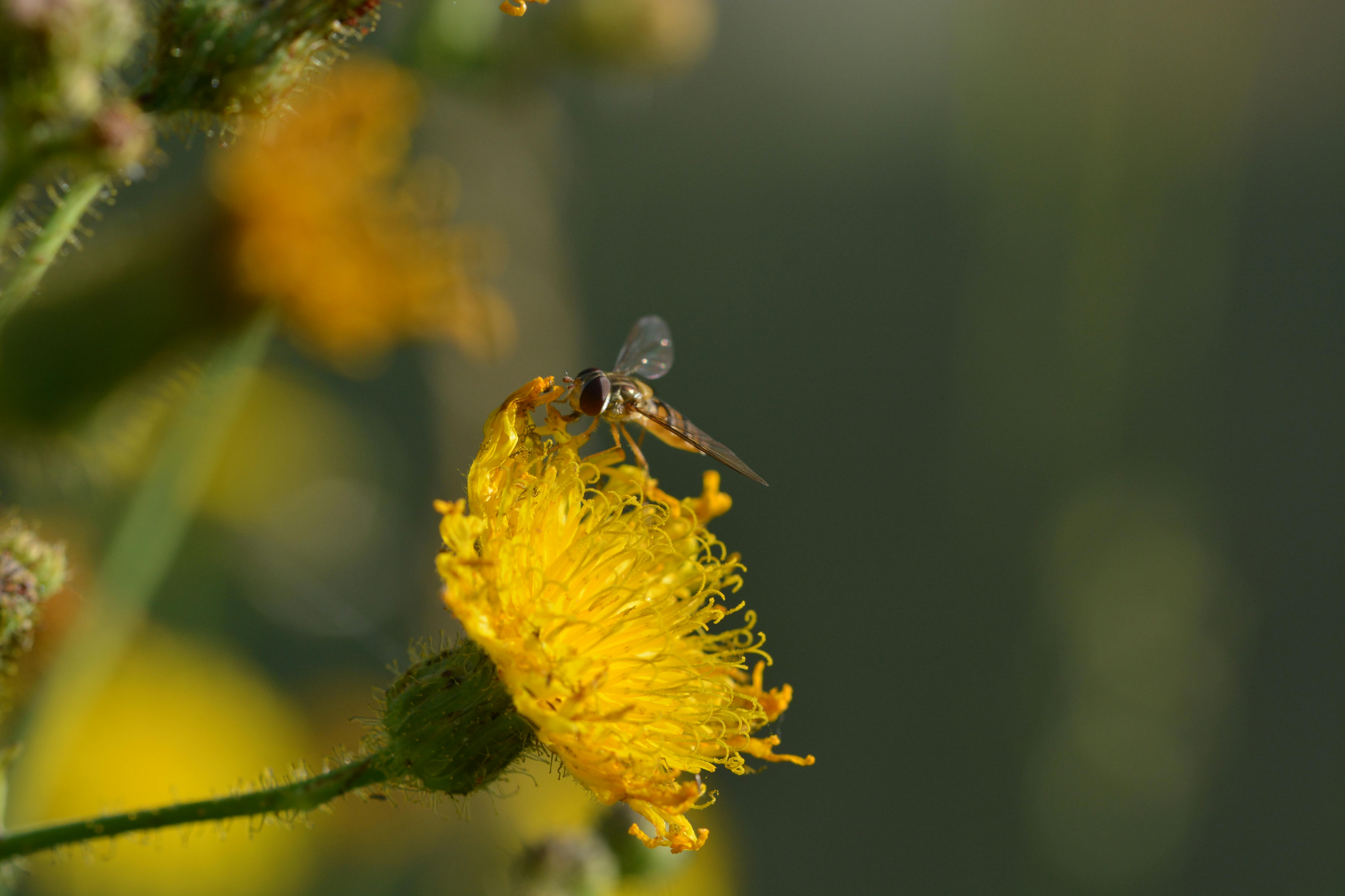 Surprising Ways to Boost Biodiversity in Your Garden