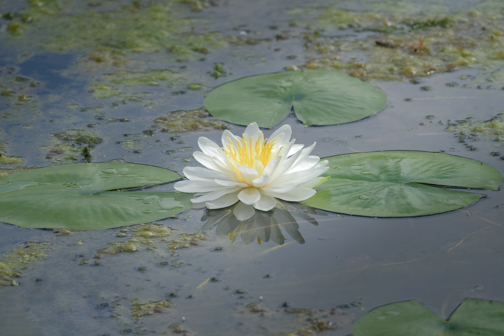 A beautiful white water lily floating among lush green lily pads on a quiet pond surface.