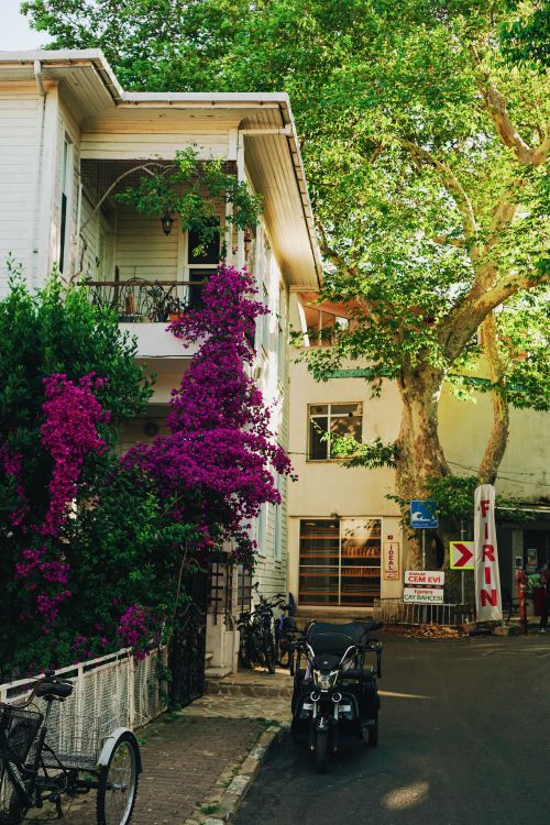 Free Idyllic street scene with vibrant bougainvillea and lush tree in summer. Stock Photo