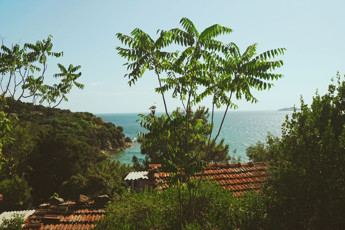 Scenic Coastal View with Greenery and Rooftops · Free Stock Photo