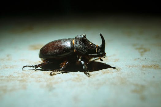 Photo by Vakho Dolidze Detailed view of a rhinoceros beetle on a textured surface, showcasing its unique horn.