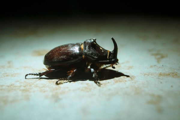 Rhino beetle