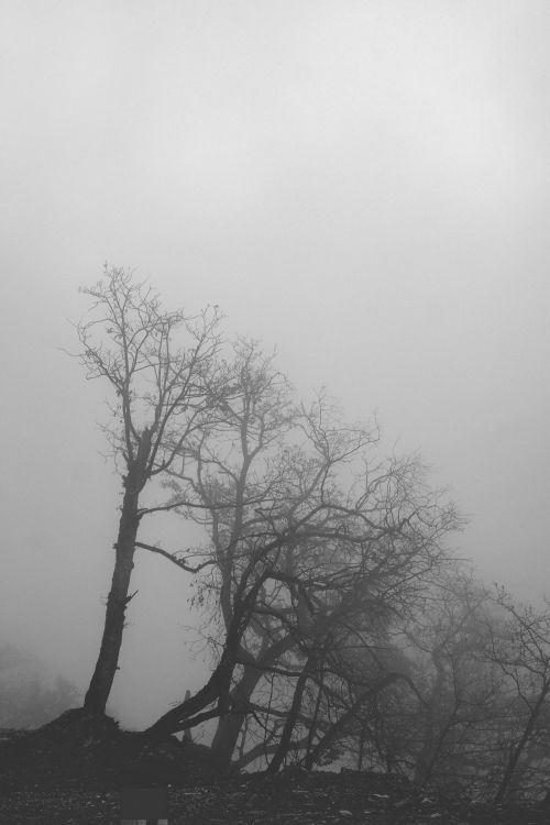 Free Black and white photo of leafless trees in a foggy landscape, Tianeti, Georgia. Stock Photo