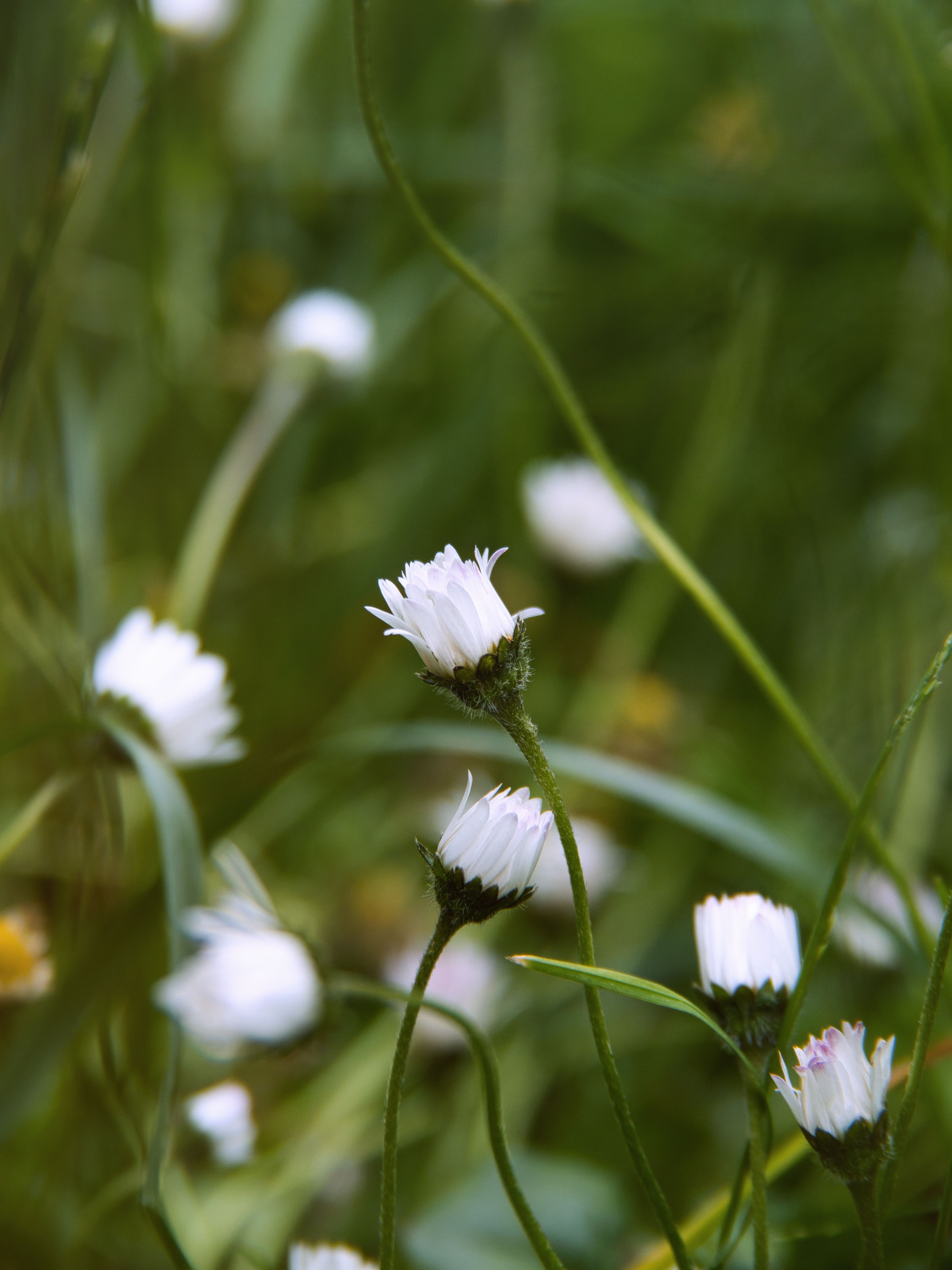 Delicate White Wildflowers in a Lush Green Field · Free Stock Photo