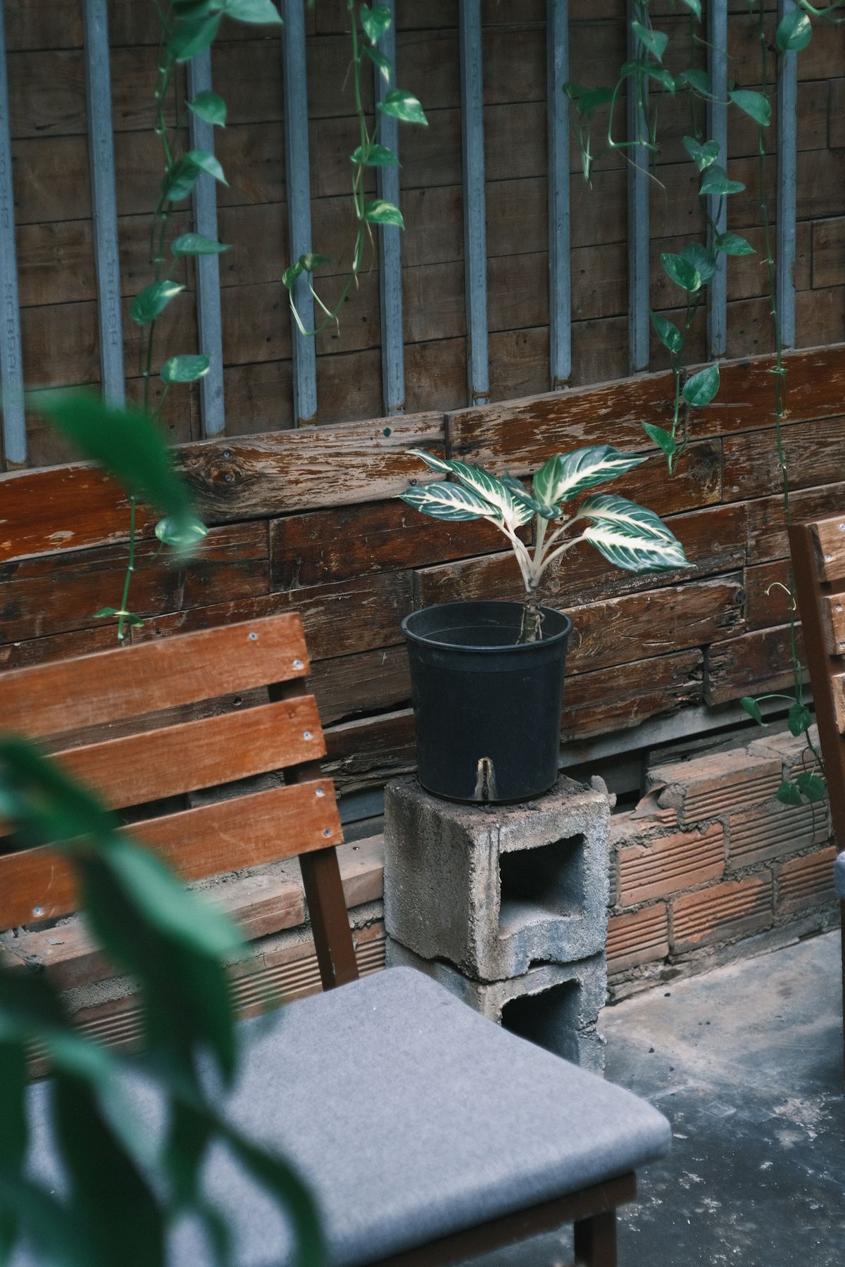 A cosy corner with a wooden bench, a cushion and a plant on a riser, softened by trailing greenery