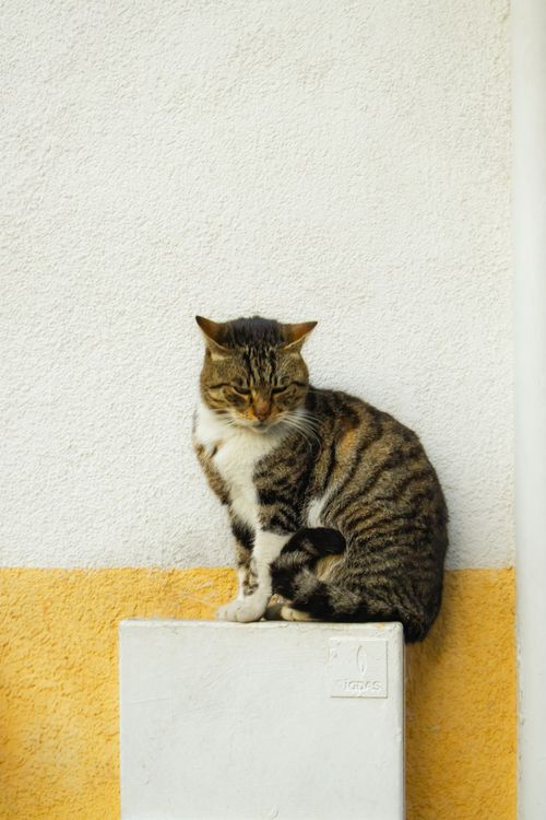 Free A tranquil street cat sitting on a ledge against a textured wall in Istanbul, showcasing urban life. Stock Photo