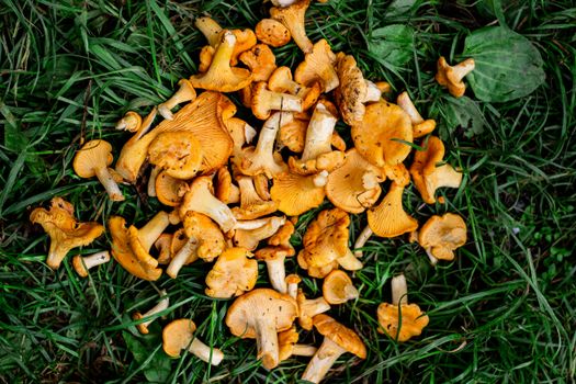 A vibrant collection of wild chanterelle mushrooms scattered on green grass, perfect for culinary and natural themes.
