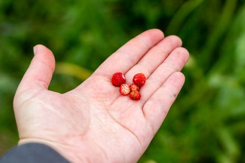Free Hand holding small wild strawberries, showcasing nature's bounty. Stock Photo