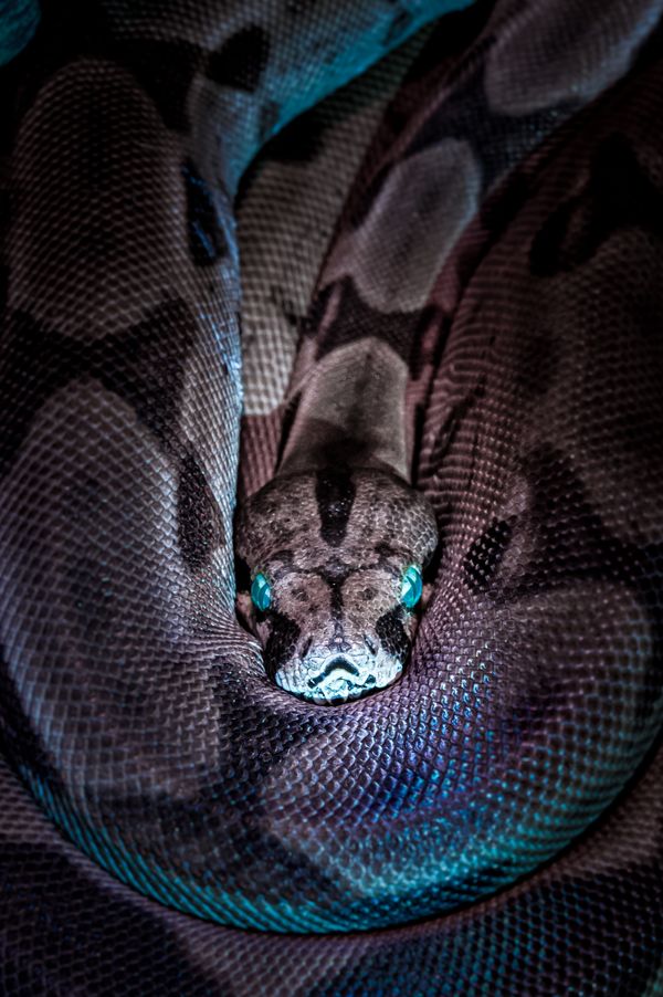 Blue Tongue Skink