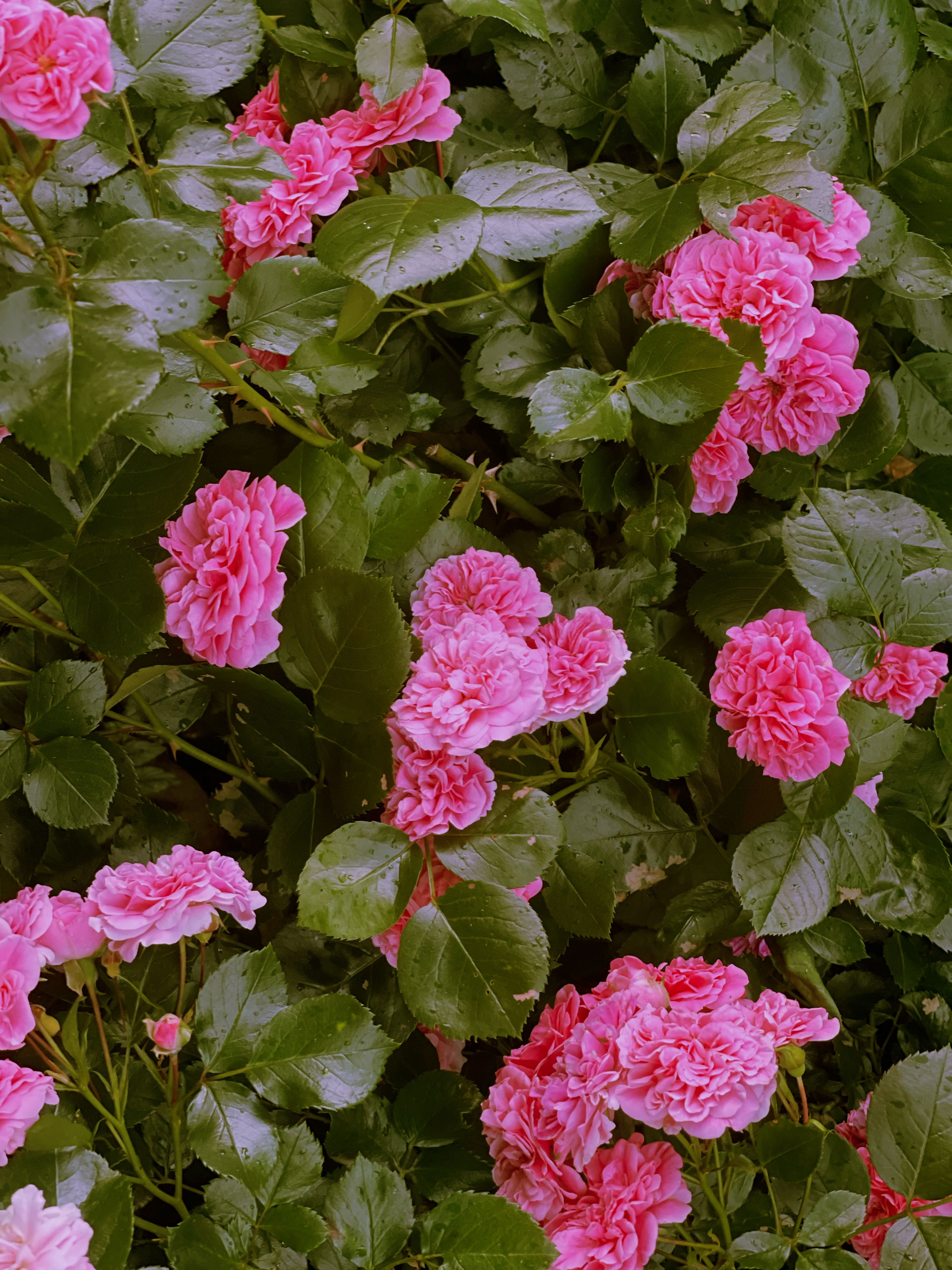 A beautiful array of blooming pink roses captured in a lush green garden setting.