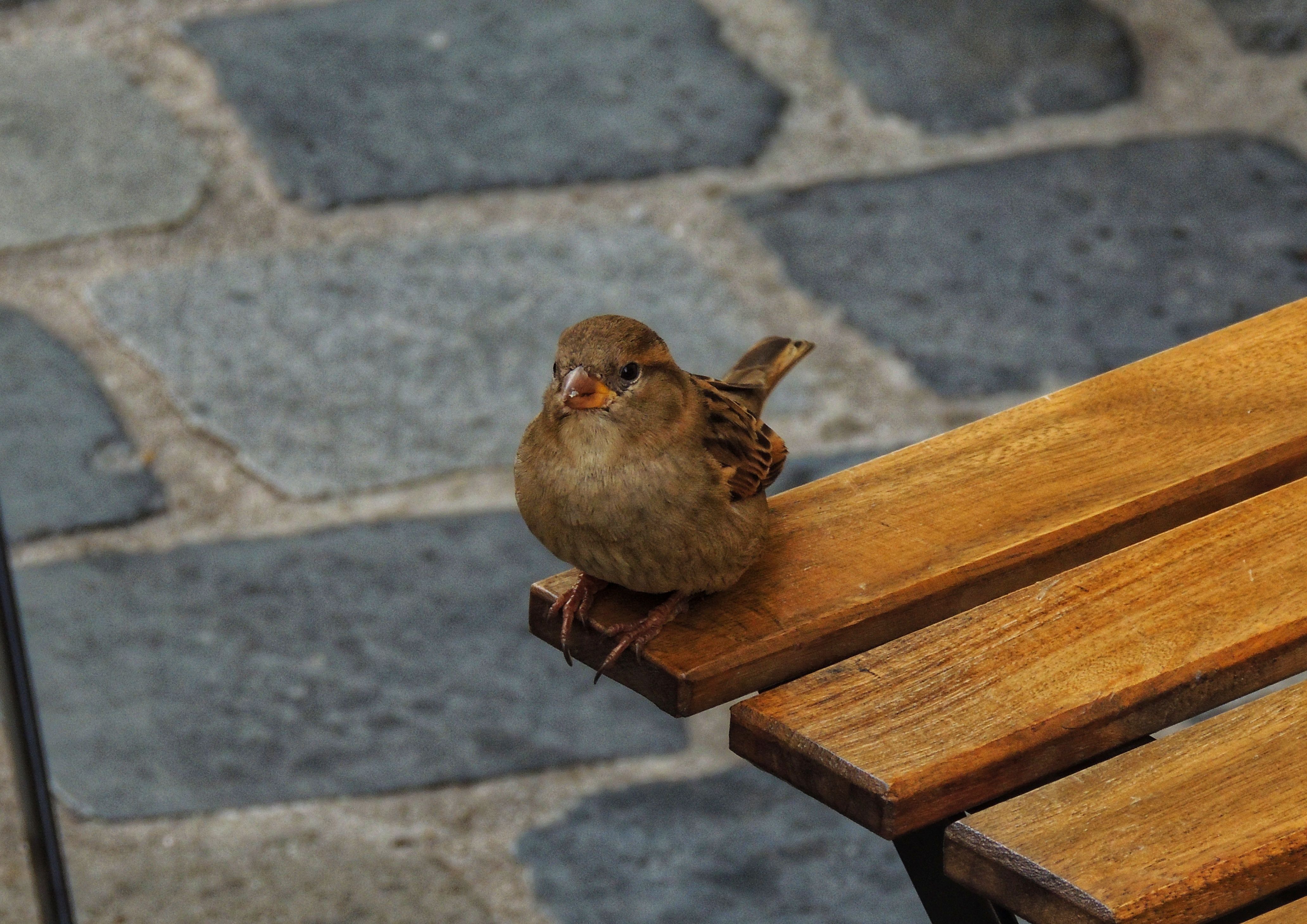 Picture of Peaceful Bird Photos, Download The BEST Free Peaceful Bird Stock Photos ...