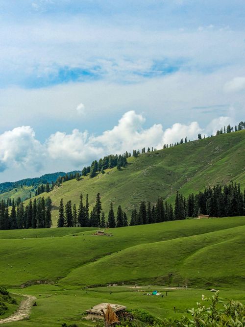 Free Vibrant green hills and pine trees under a clear blue sky, perfect for travel inspiration. Stock Photo