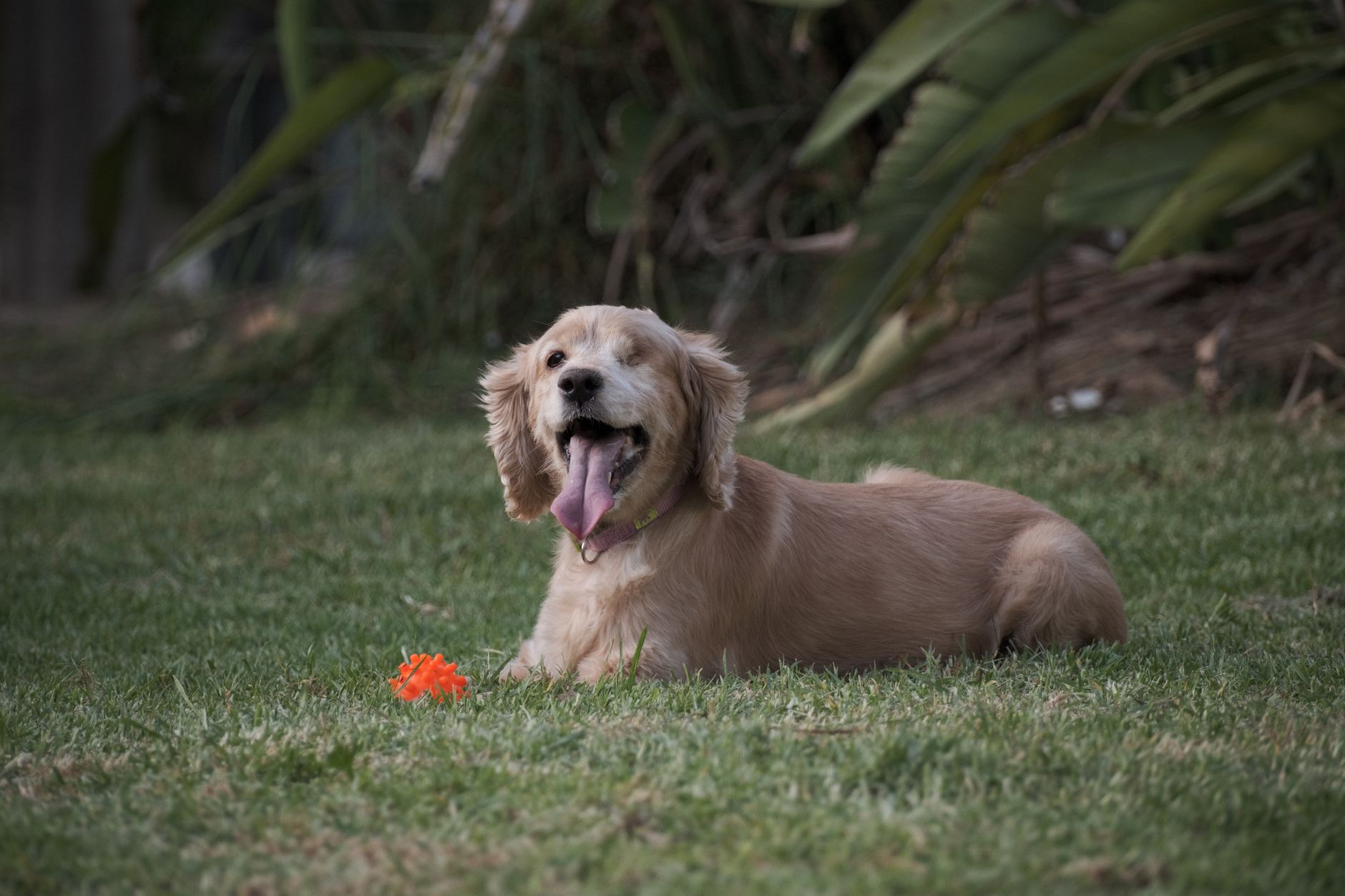 Dog Loses an Eye: George the Cocker Spaniel's Inspiring Recovery Story