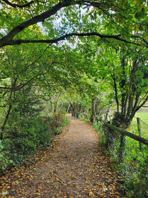 Free Serene forest pathway covered with colorful autumn leaves, inviting tranquil walk. Stock Photo