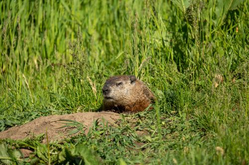 Free Groundhog peering out of its burrow surrounded by lush green grass in Wabasha, Minnesota. Stock Photo