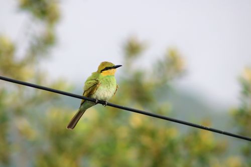 Free Close-up of a green bee-eater perched on a wire in lush foliage. Stock Photo