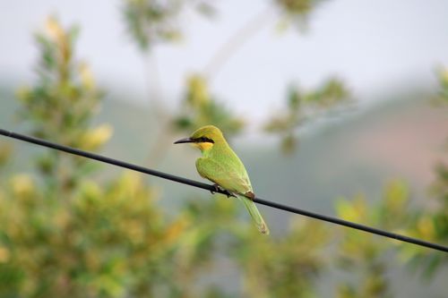 Free A vibrant Green Bee-Eater perched on a wire surrounded by blurred foliage. Stock Photo