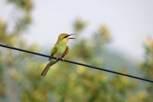 Free A colorful green bee-eater bird sits on a wire amidst a blurred natural backdrop. Stock Photo