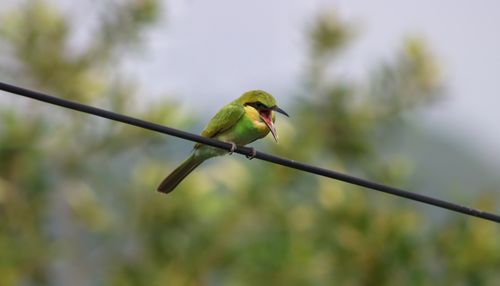 Free Close-up of a green bee-eater bird perched on a wire with blurred background. Stock Photo