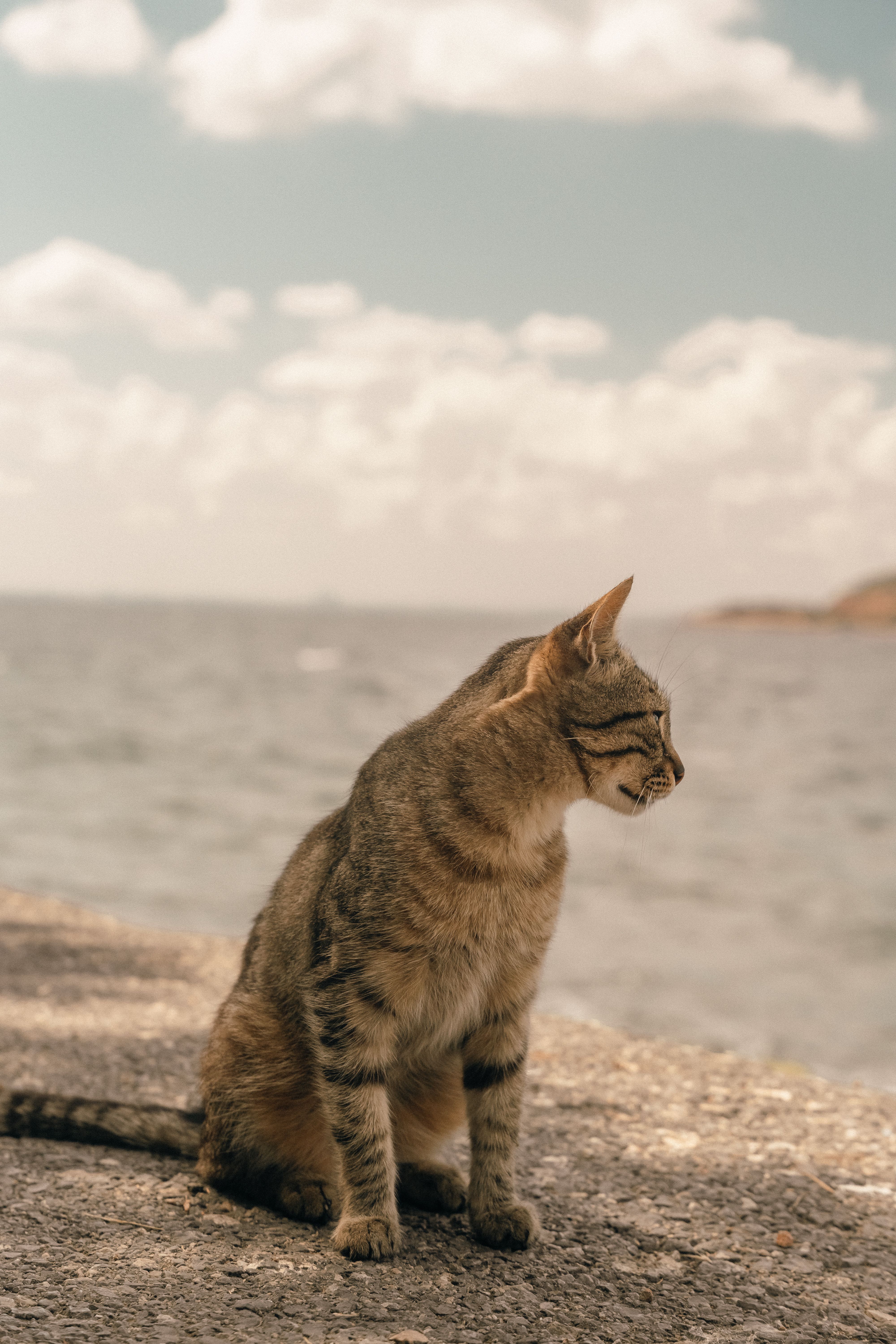Serene Tabby Cat by a Tranquil Seaside · Free Stock Photo